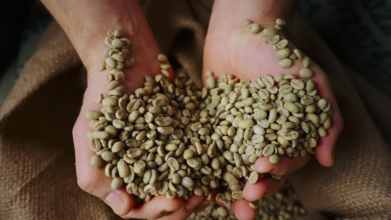 Mani che tengono chicchi di caffè verdi