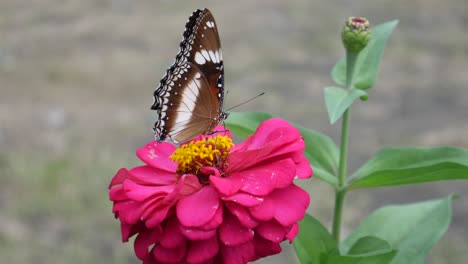 Las-Mariposas-Se-Posan-Y-Vuelan-Después-De-Alimentarse-De-La-Hermosa-Flor-Rosa