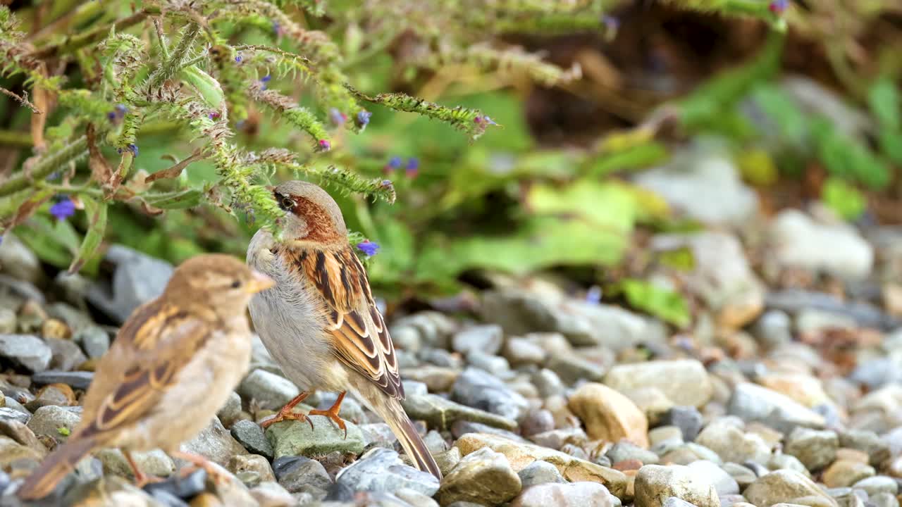 Sparrows engage on a rocky lakeside, surrounded by greenery. Natural lighting highlights their interaction in a serene environment