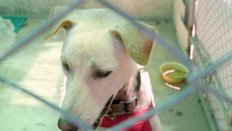 Perro-Refugio-Detrás-De-La-Valla-Agitando-La-Cola