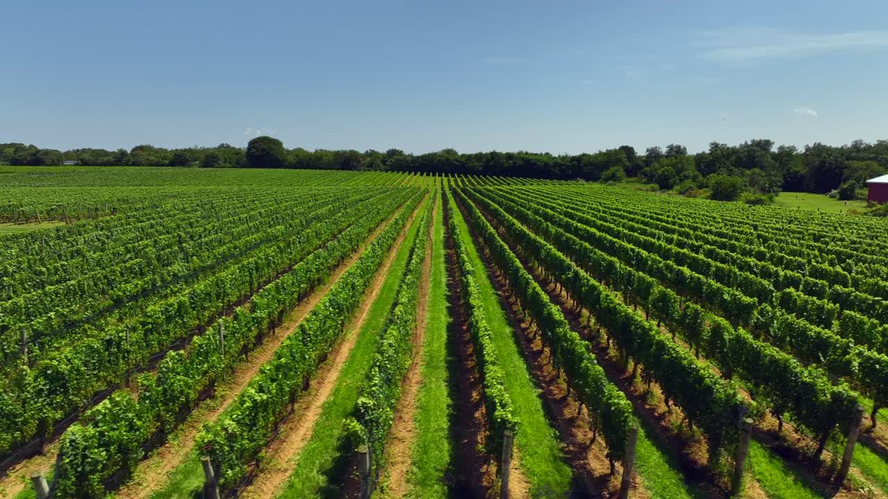 una vista de avión no tripulado de baja altitud de un gran viñedo en los hamptons, nueva york en un día soleado