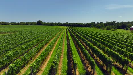 Eine-Drohnenaufnahme-Aus-Geringer-Höhe-Eines-Großen-Weinbergs-In-Den-Hamptons,-New-York-An-Einem-Sonnigen-Tag