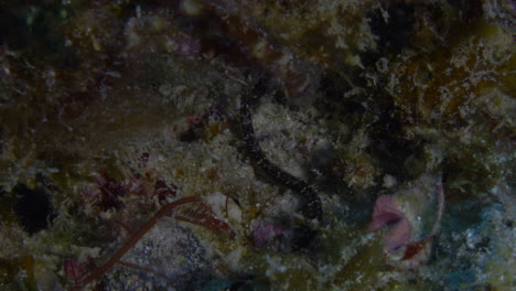 beautiful and rare black-striped pipefish among the colorful hard and soft coral on the ocean floor