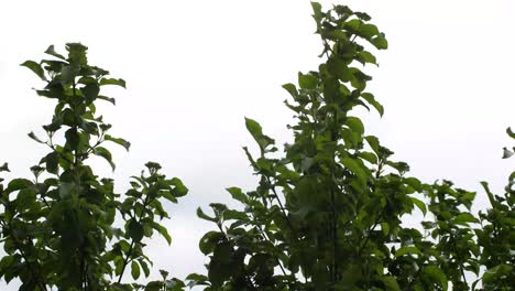 dark green bush leaves blowing in the wind on a foggy bad weather day