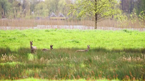 Drei-Rehe-Stehen-Still-Auf-Einer-Wiese-Auf-Dem-Land-Im-Wind