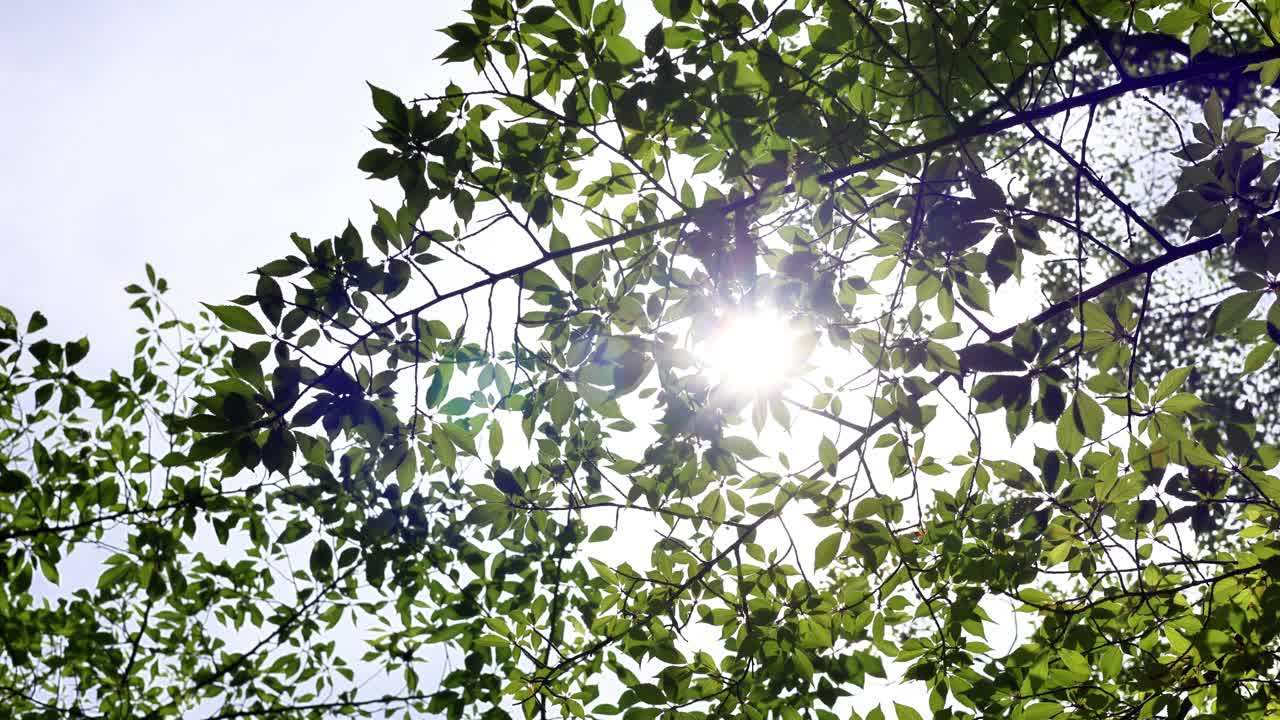 요코하마의 아름다운 삶