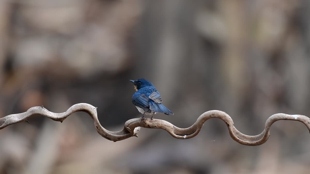 el papamoscas azul de indochina se encuentra en los bosques de las tierras bajas de tailandia, conocido por sus plumas azules y su pecho de naranja a blanco