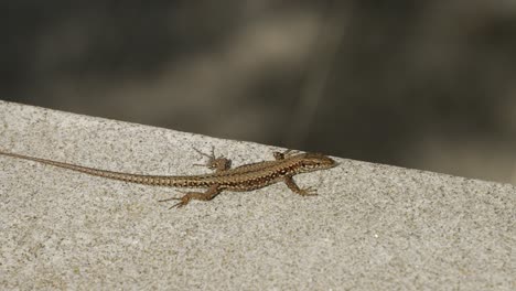 lagarto de primer plano en la parte superior de una pared, salta hacia abajo