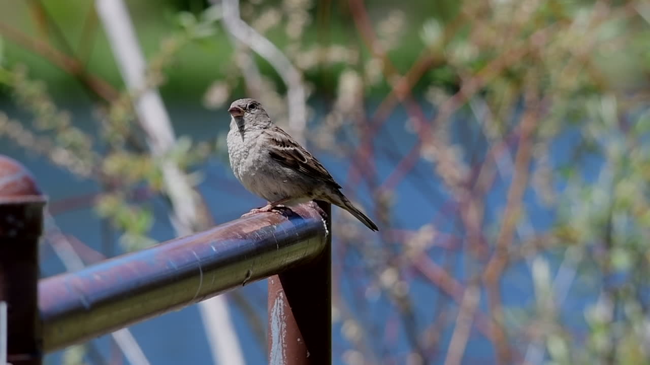 Sparrow on a metal pole by a river
