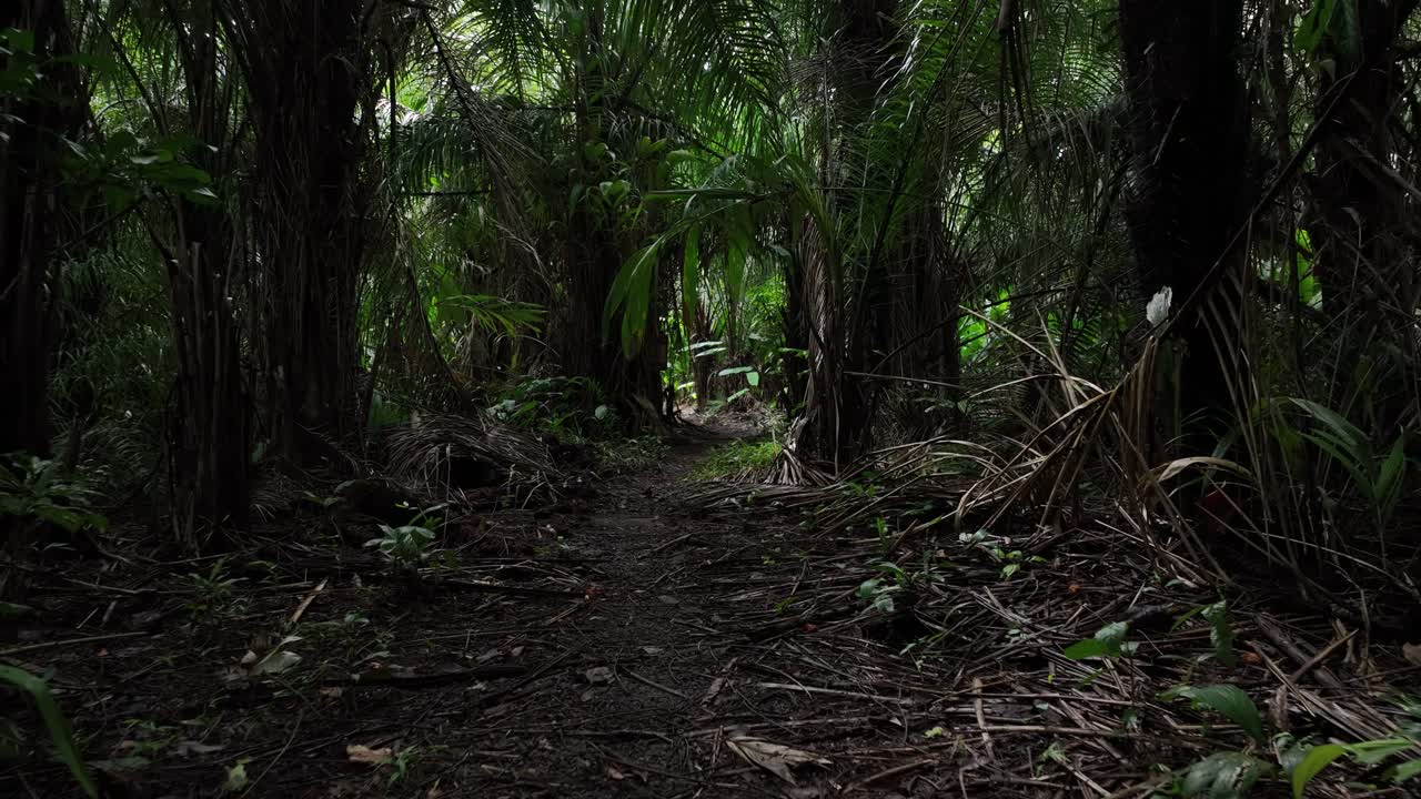 남아메리카 아마존 열대우림의 녹색 낙엽수 사이로 카메라가 앞으로 똑바로 날아갑니다.