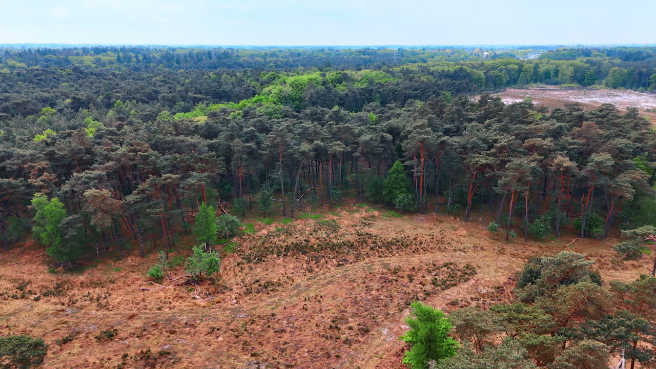 Vibrant forest on open land. A lush forest with a mix of greenery and brown earth stretches over a vast area under a cloudy sky