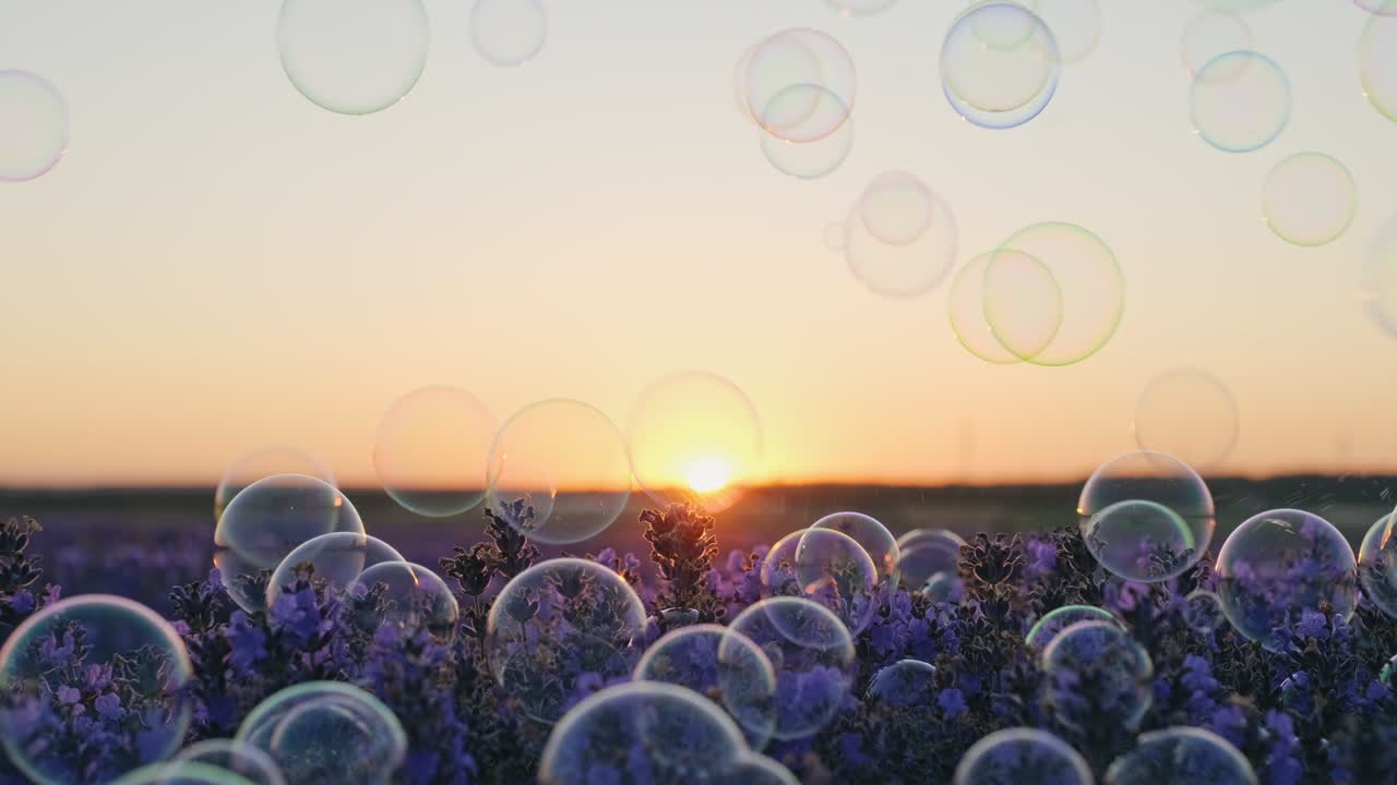 비누 거품이 날아와 라벤더 꽃을 만지며 여름에 서서히 일몰하는 큰 라벤더 필드에서 빛나는 배경 다채로운 거품이 천천히 하늘을 날아갑니다. 어린 시절, 자유, 꿈, 휴식.