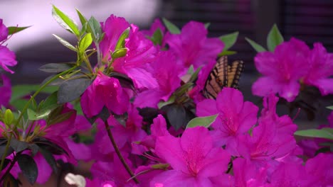 mariposa alimentándose de flores de azalea florecientes en primavera