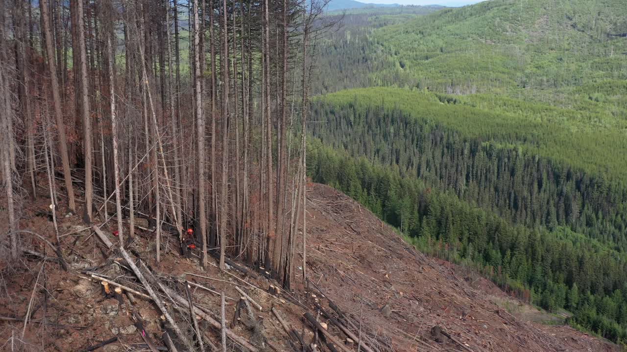 Timber Harvest: Feller at Work in Overhead Drone Shot