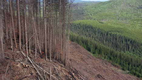 timber harvest: feller at work in overhead drone shot