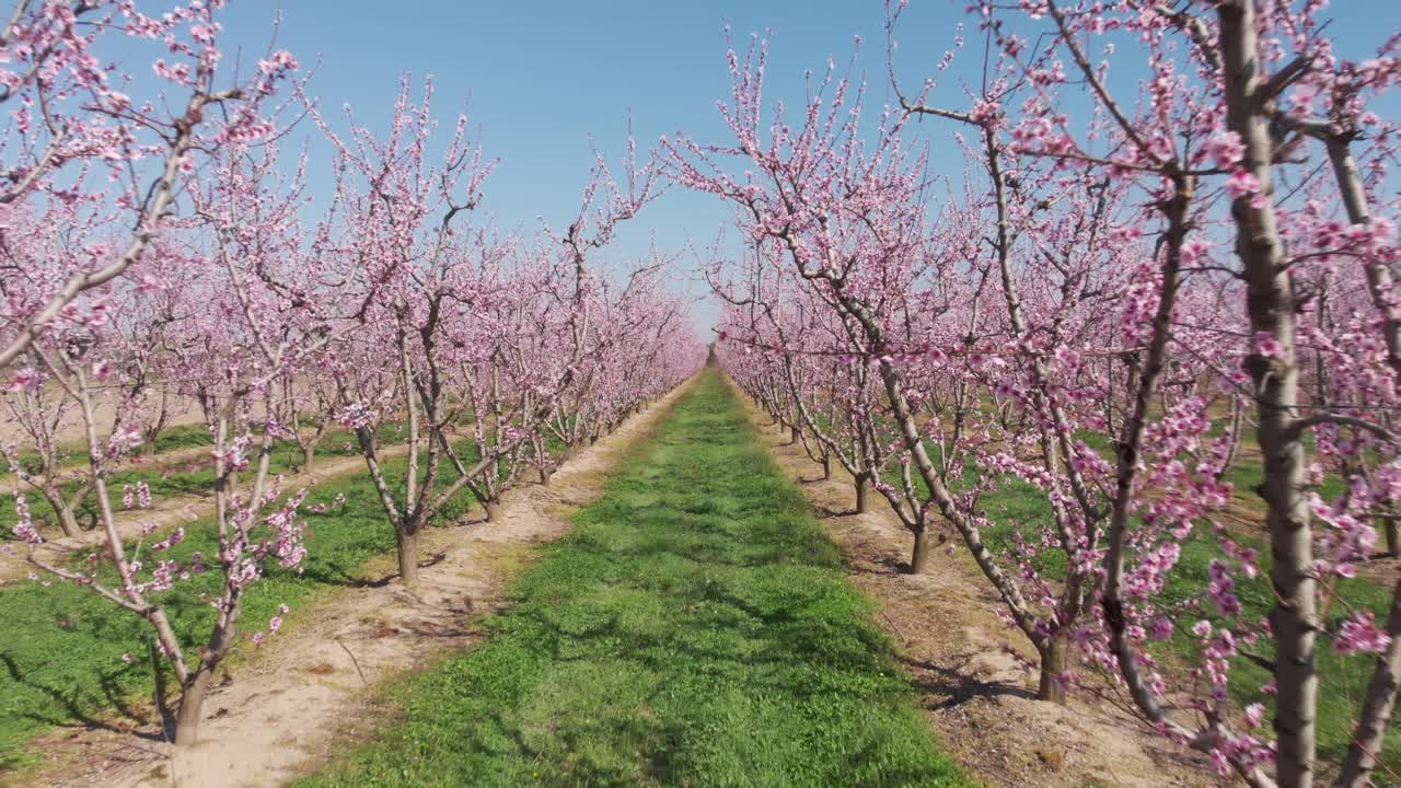 Aerial drone shot of camera fly through symmetrical pink blossom peach tree agricultural farm Pink and purple trees in bloom on spring day