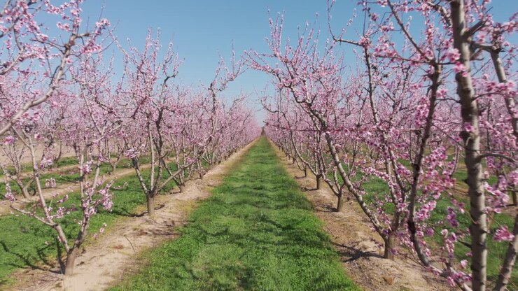 Aerial drone shot of camera fly through symmetrical pink blossom peach tree agricultural farm Pink and purple trees in bloom on spring day