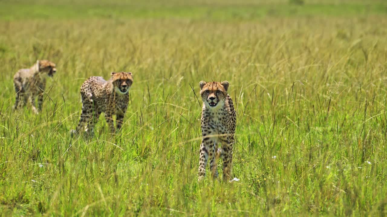 세 마리의 치타 새끼가 아프리카 마사이 마라의 풍요로운 초록색 긴 풀 사바나 평야에서 걸어가는 느린 움직임, 케냐 마사이 마라의 아프리카 야생 사파리에서 귀여운 어린 새끼 동물