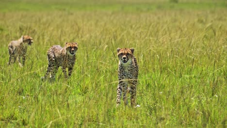movimiento lento de tres cachorros de guepardo caminando en exuberantes llanuras de sabana de hierba larga verde exuberante en masai mara, áfrica, lindos animales jóvenes en un safari de vida silvestre africana en masai mara, kenia