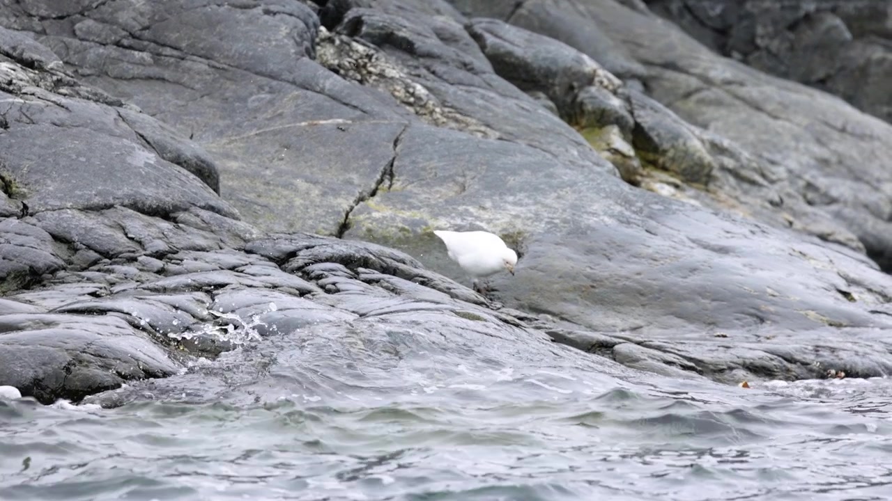 Chione bianco che cammina sulle rocce verso il mare. Primo piano, ripresa a mano.