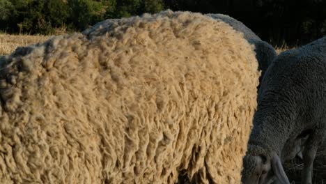 sheep grazing field