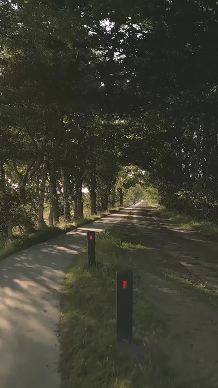 camino de campo a través de los árboles