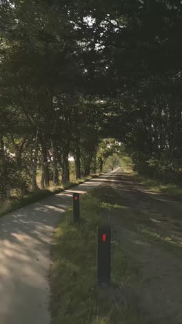 country road through trees