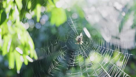 orb weaver spider sitting in its web waiting for its prey, the web is glistening on the sun