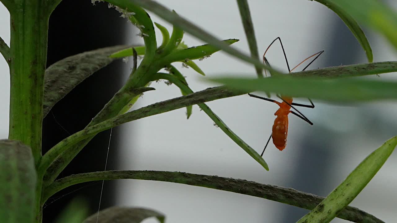 Milkweed assassin bug crawling a plant