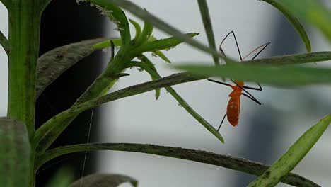 milkweed assassin bug crawling a plant