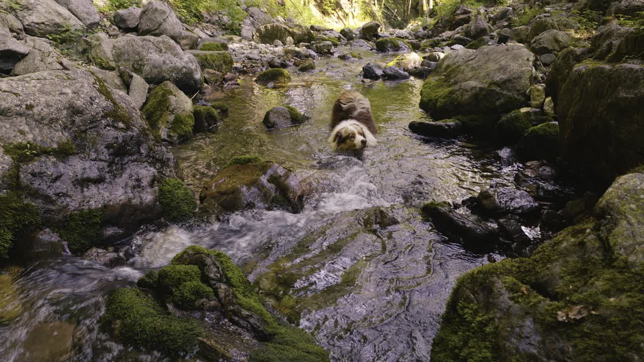 Pastor australiano parado en medio de un arroyo en un denso bosque, disfrutando del agua fresca.