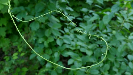 two small vines meet in the middle of a forest in ontario, canada, medium shot right to left