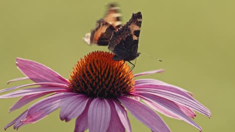 two butterflies eating nectar from purple coneflower