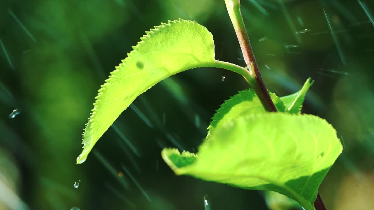 Rain water drops falling on leaves of trees
