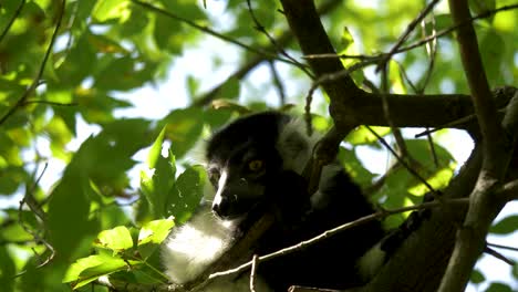 black and white ruffed lemur sitting in a tree on a sunny day in madagascar