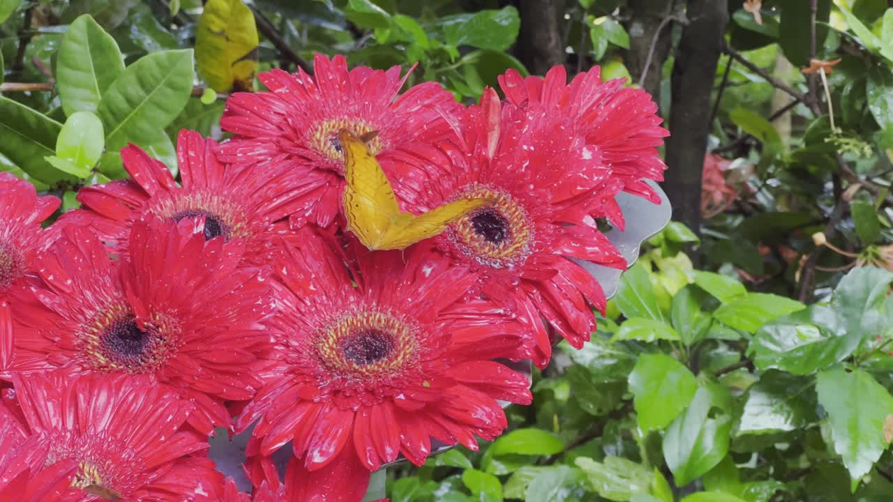 해질녘 양귀비 꽃밭이 있는 자연 경관