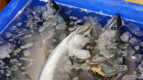 fresh mackerel on ice at a fish market