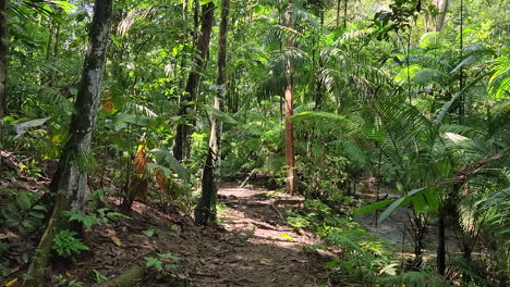 caminando lentamente hacia la densa jungla, follaje verde y exuberante, siguiendo en tiro