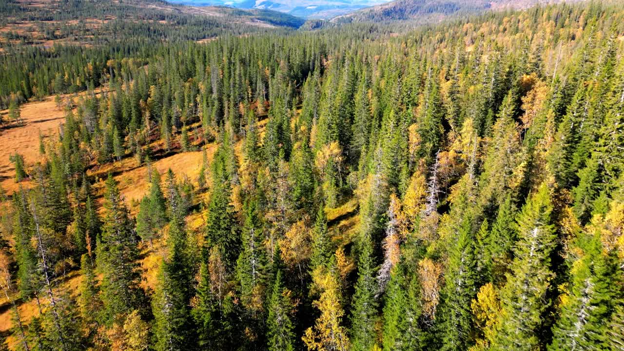 Vista aerea di una foresta autunnale dove il verde sfuma nel giallo