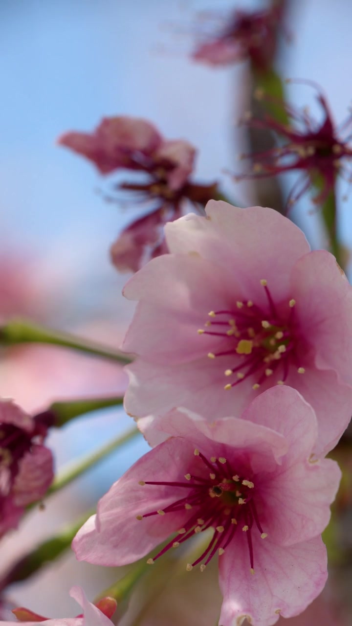 Foto makro bunga sakura merah muda bergoyang lembut dengan latar belakang langit biru di Tokyo