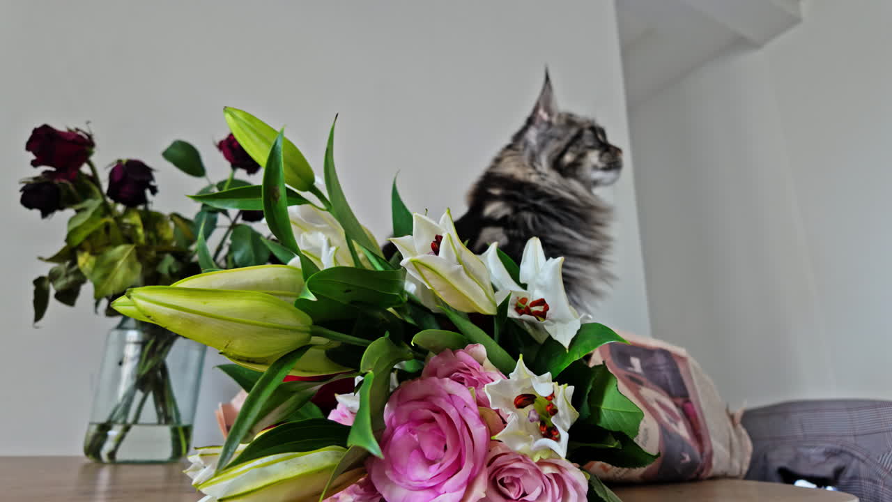 raza de gato maine coon en el interior junto a un ramo de flores coloridas