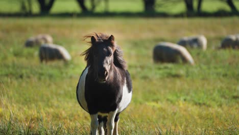 Pony-Parado-Con-Gracia-En-Un-Prado-Verde-Mientras-Las-Ovejas-Pastan-Cerca