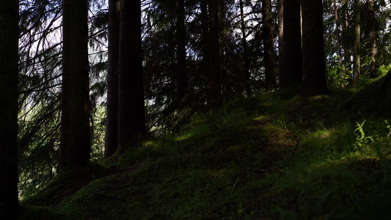 Tronchi scuri di conifere si ergono sopra un pendio muschioso mentre la luce soffusa del giorno filtra attraverso il margine della foresta