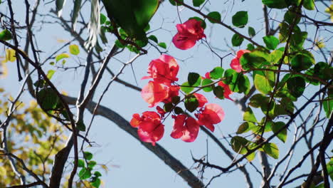 red bougainvillea flowers between branches and leaves - medium shot