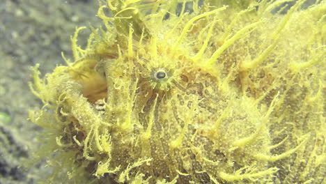 Hairy-frogfish-breathing,-close-up-shot-of-mouth-and-eye