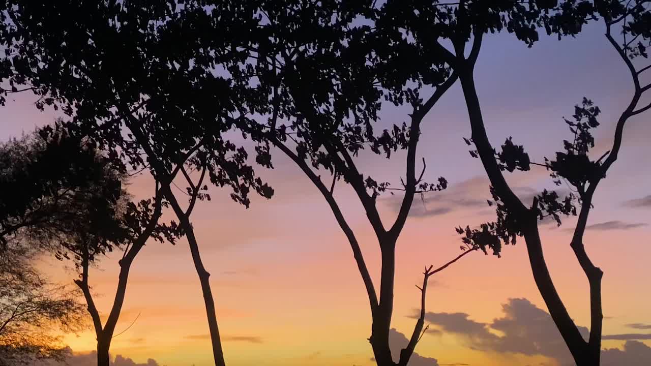 하늘의 황금시간과 바람에 움직이는 나무의 실루엣