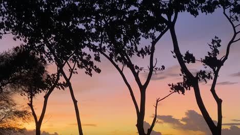 Golden-hour-on-the-sky-and-silhouettes-of-trees-moving-in-wind