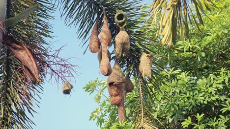 weaver birds building a nest in a tree