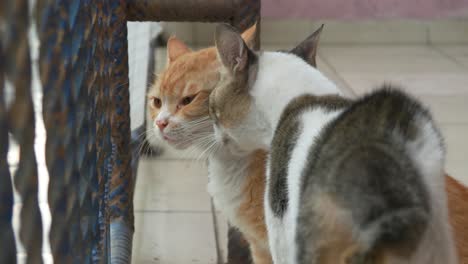 Dos-Gatos-Peleando-Entre-Ellos