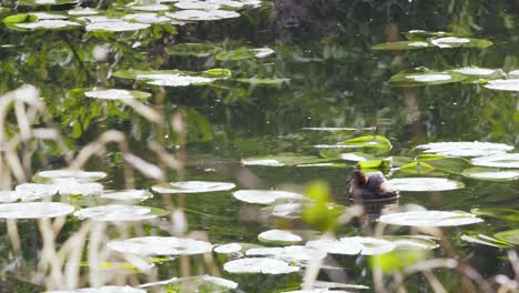 un lindo pato emergiendo del agua rodeado de lirios con cañas en primer plano